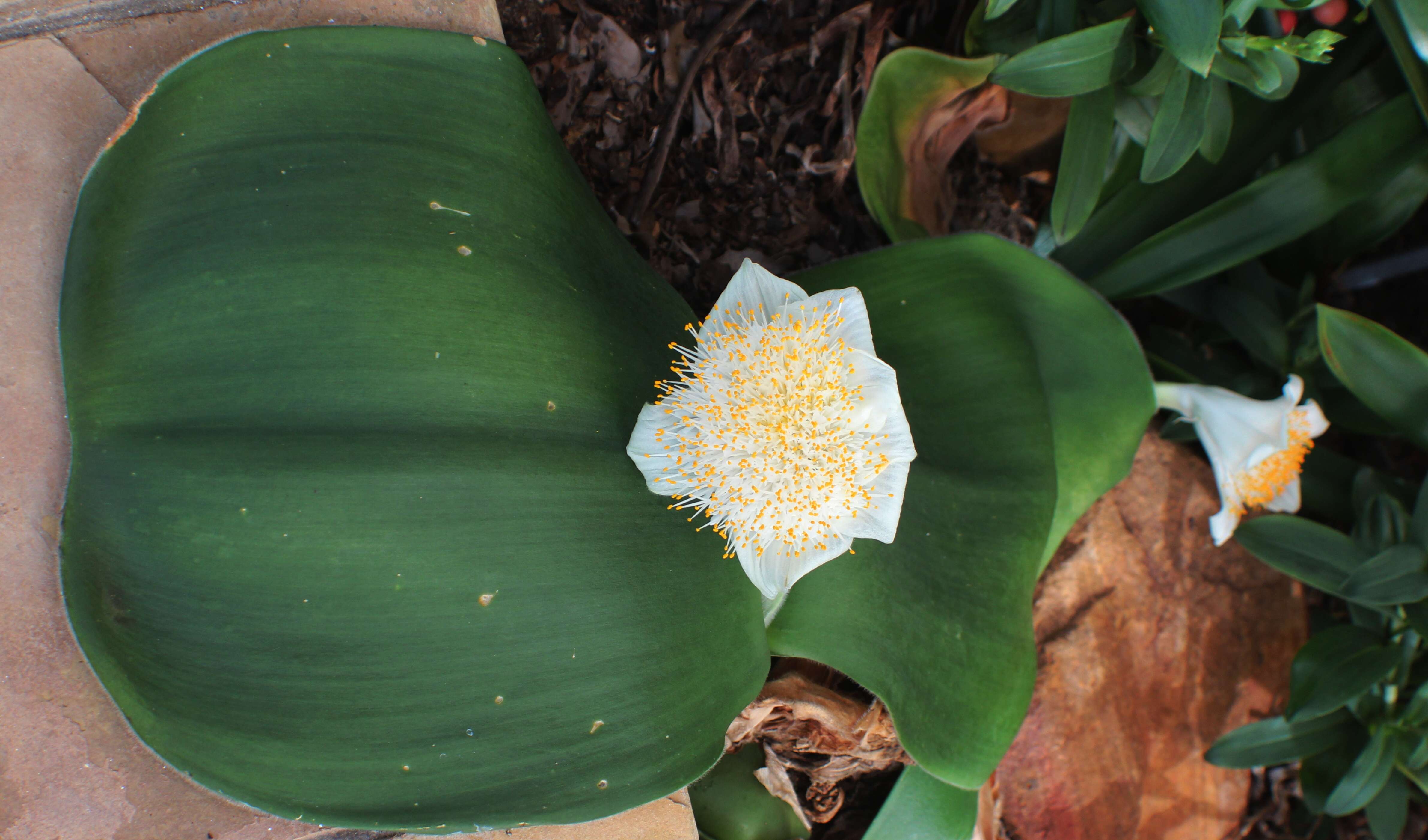 Image of Haemanthus