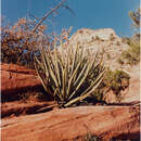 Image of Yucca baccata var. baccata