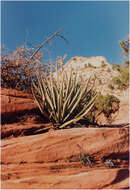 Image de Yucca baccata Torr.