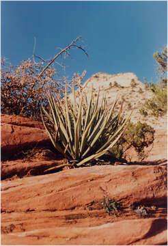 Image of banana yucca