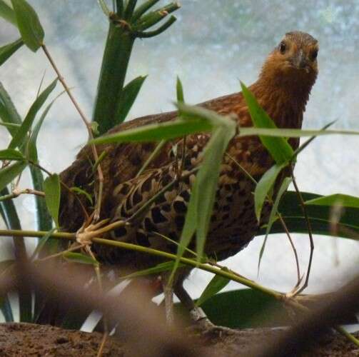 Image of Bamboo-partridges