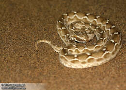 Image of Saw-scaled Vipers