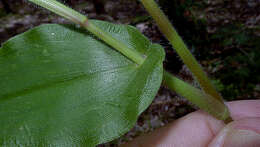 Image of Panicum sciurotoides Zuloaga & Morrone