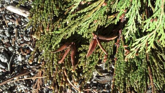 Image of Incense-cedar