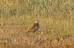 Anthus spragueii (Audubon 1844)的圖片