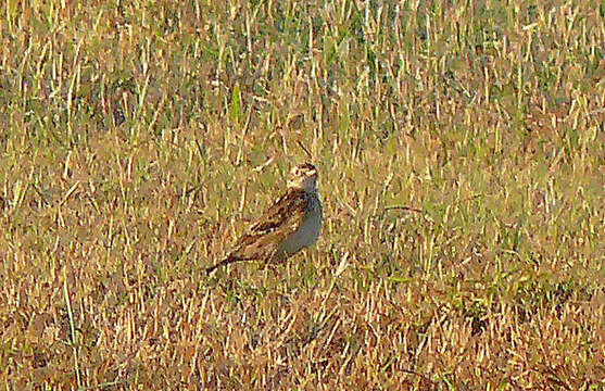 Image of Sprague's pipit