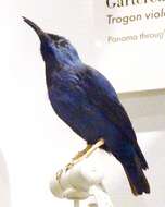 Image of Honeycreeper