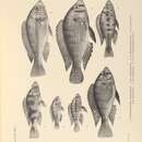 Sivun Haplochromis percoides Boulenger 1906 kuva