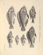 Image of Haplochromis percoides Boulenger 1906