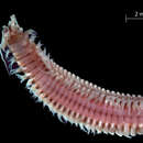 Image de Onuphis elegans (Johnson 1901)