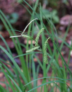 Image of Drooping Sedge