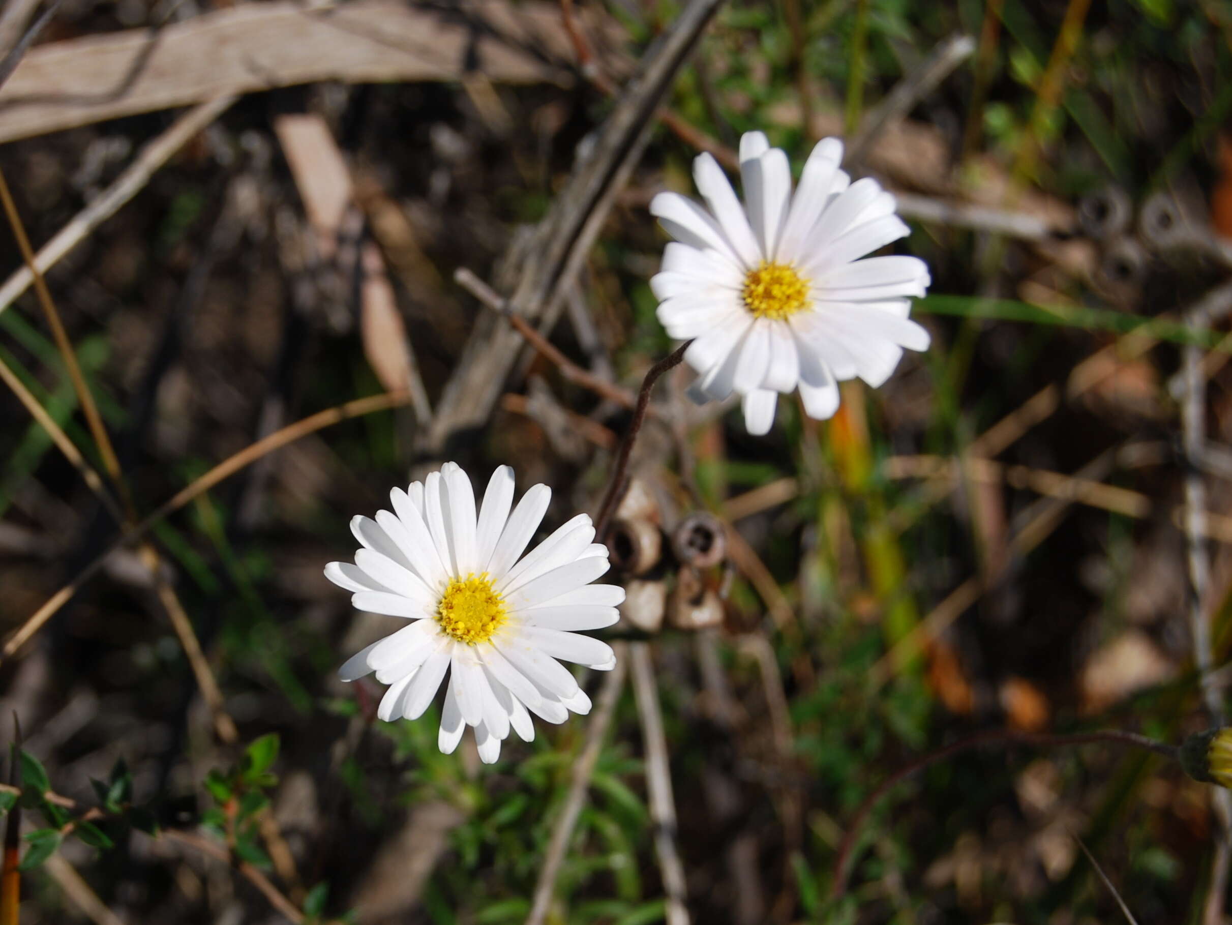 Image of fringed daisy-bush