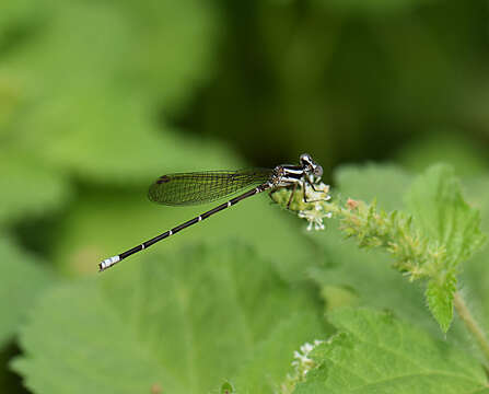 Image de Argia pulla Hagen ex Selys 1865