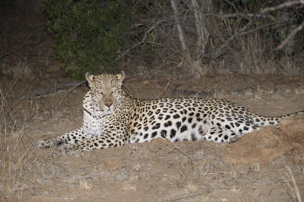 Image of Leopard