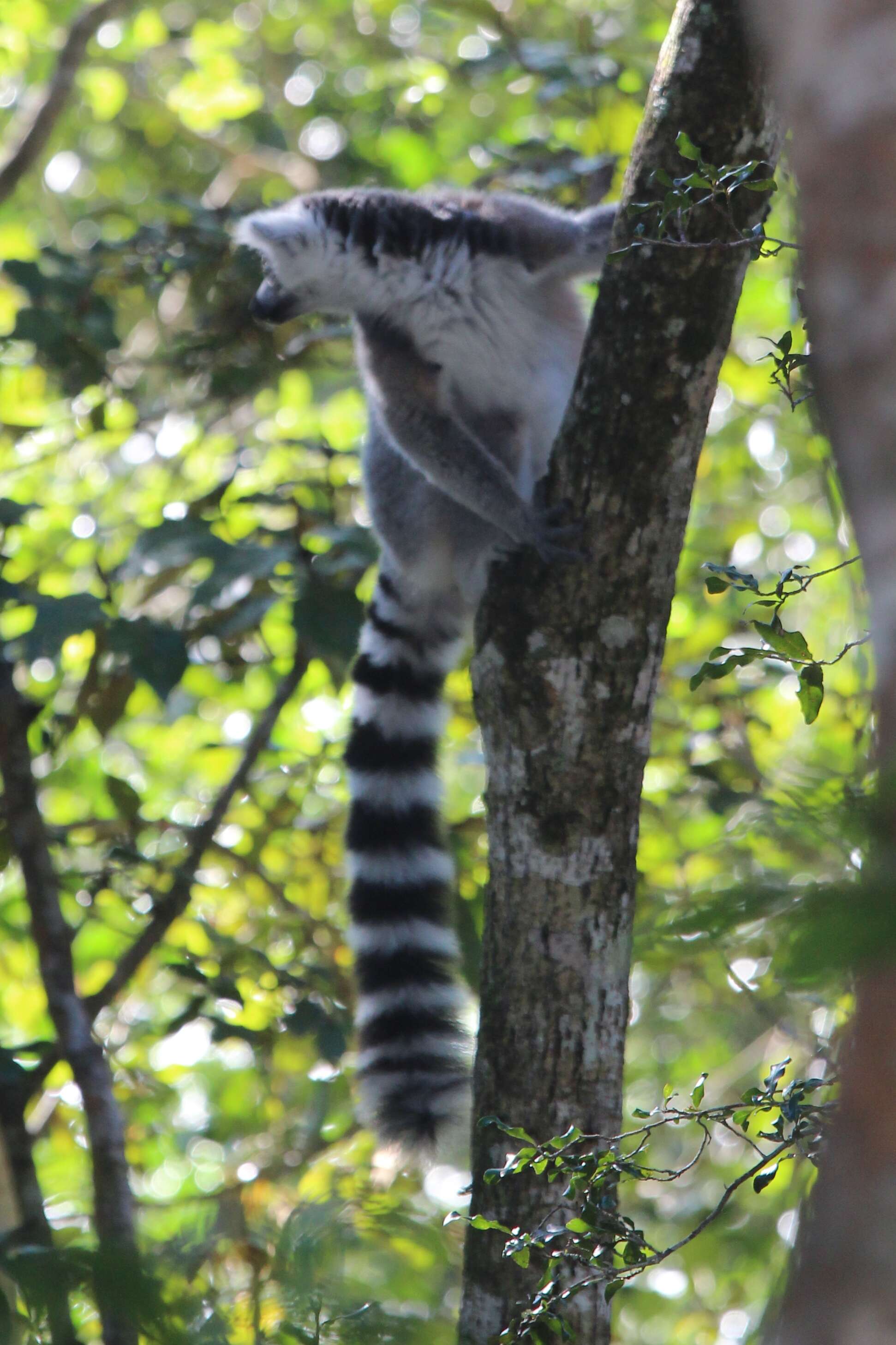 Image de Lemur Linnaeus 1758