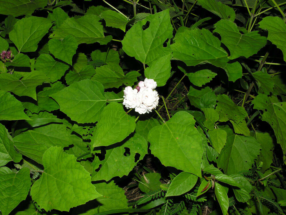 Imagem de Clerodendrum philippinense Elmer