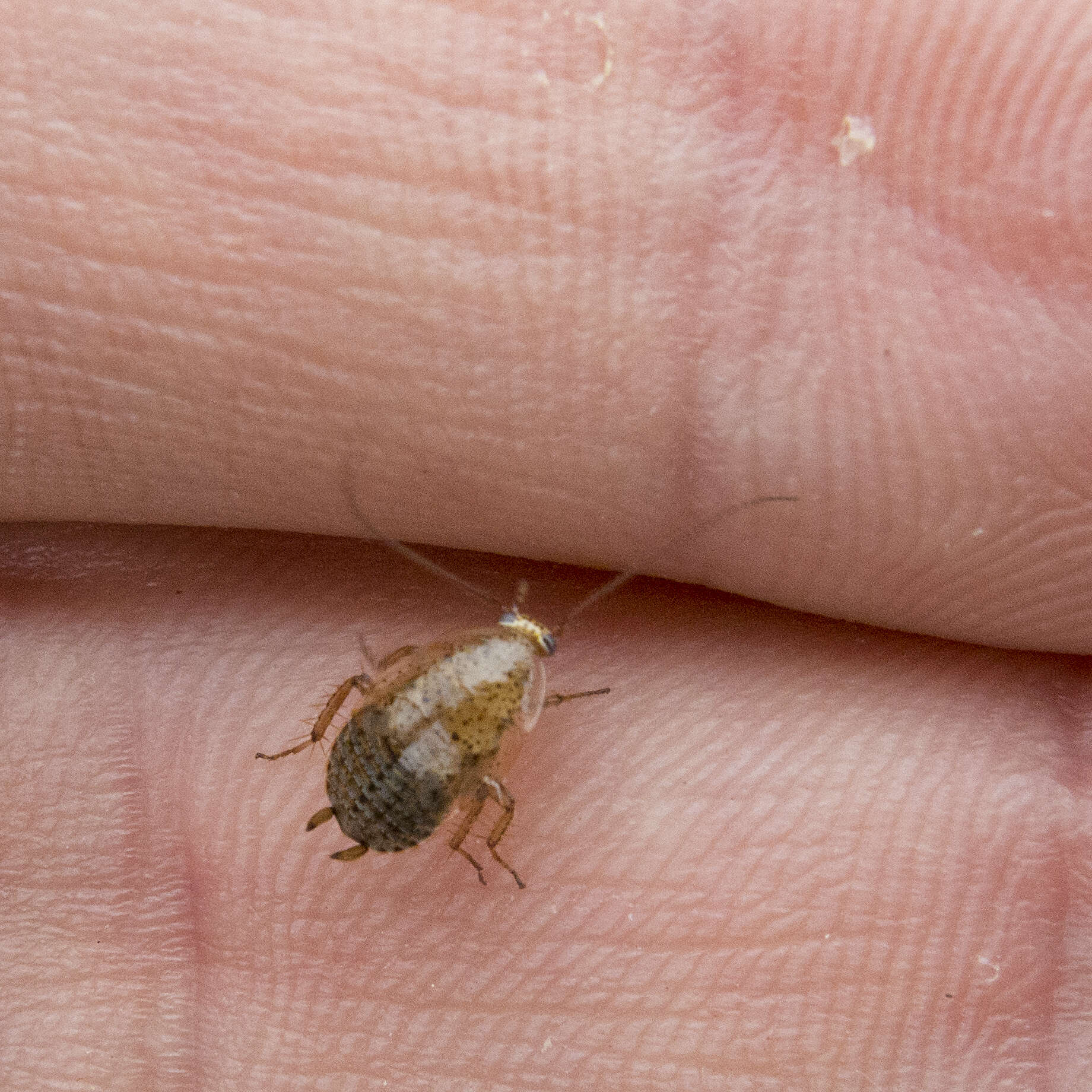 Image of tawny cockroach