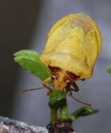 صورة Dendrocoris