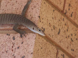 Image of monitor lizards