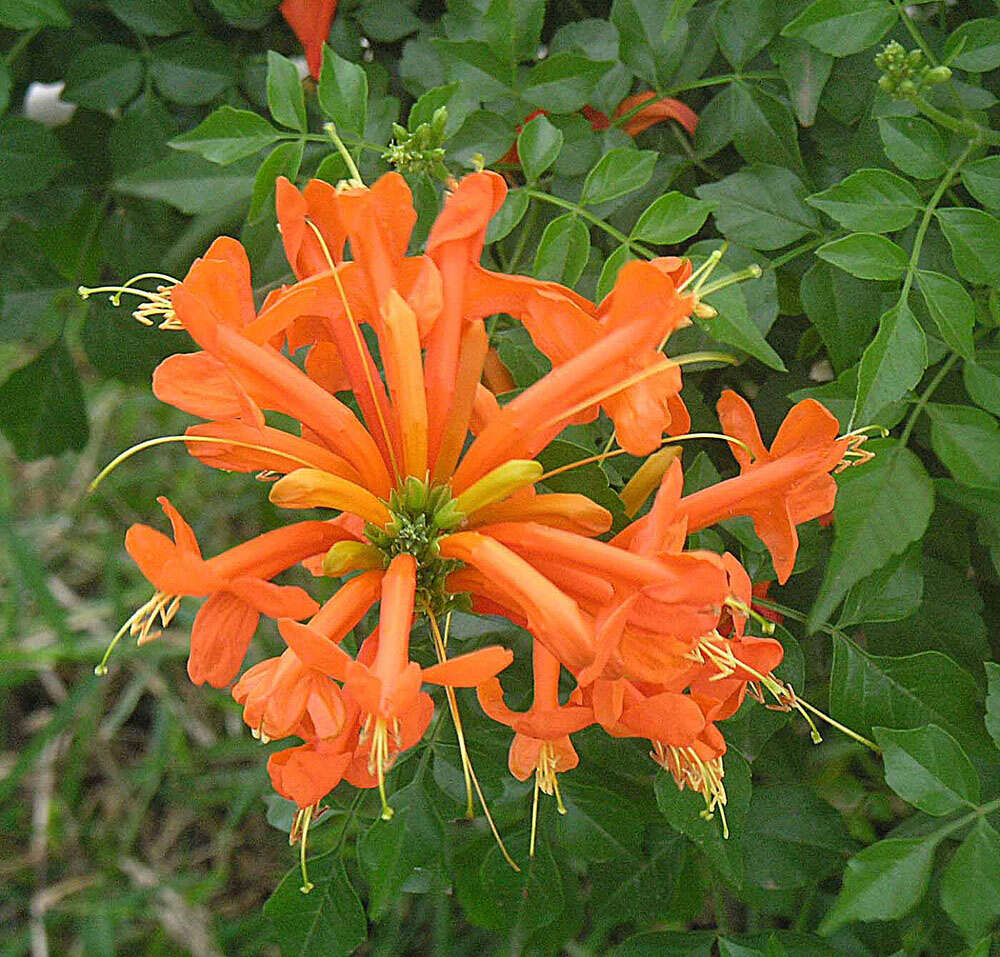 Image of Cape honeysuckle