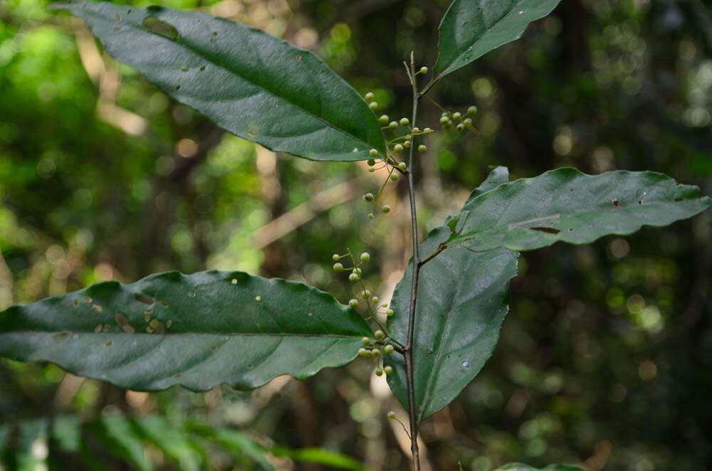 Image of Maesa acuminatissima Merr.