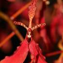 Image of Red Vanda Orchid