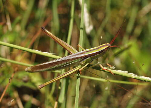 Image of Two-striped Mermiria