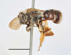 Image of Andrena curvungula Thomson 1870