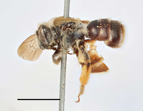 Andrena curvungula Thomson 1870的圖片