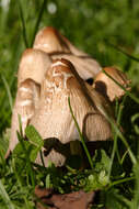 Image de Coprinopsis