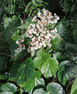 Image of Begonia urophylla Hook.