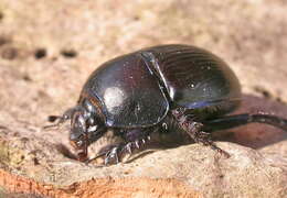 Image of Geotrupes