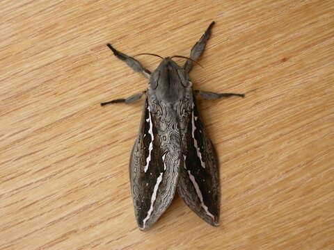 Image of Labyrinthine Ghost Moth