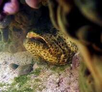 Image of Atlantic Goliath Grouper