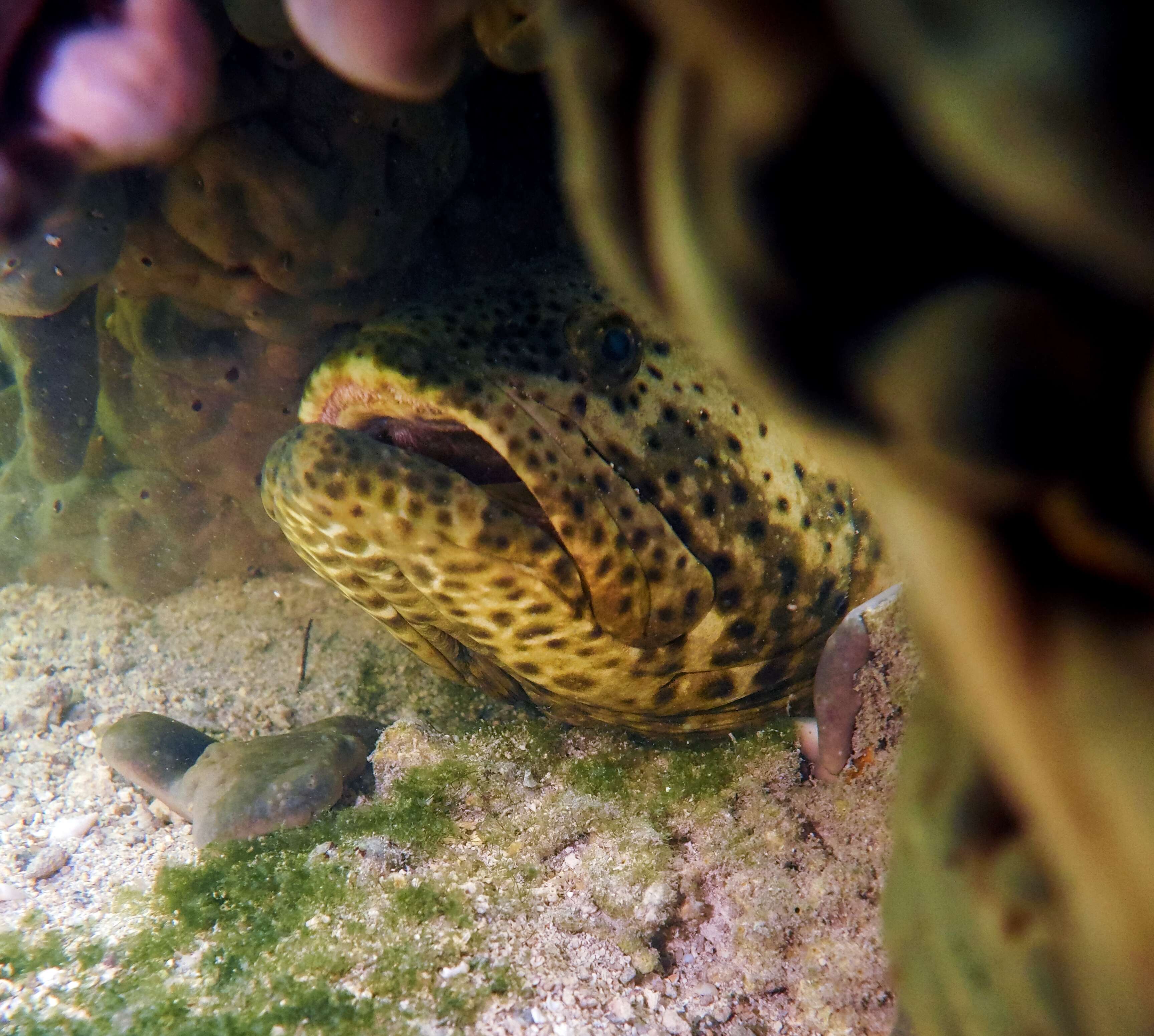 Слика од Epinephelus itajara (Lichtenstein 1822)