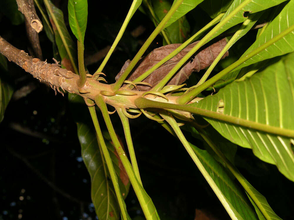 Chromolucuma rubriflora Ducke resmi