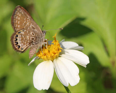 Image of Eastern Pygmy- Blue