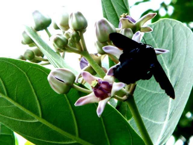 Image of calotropis