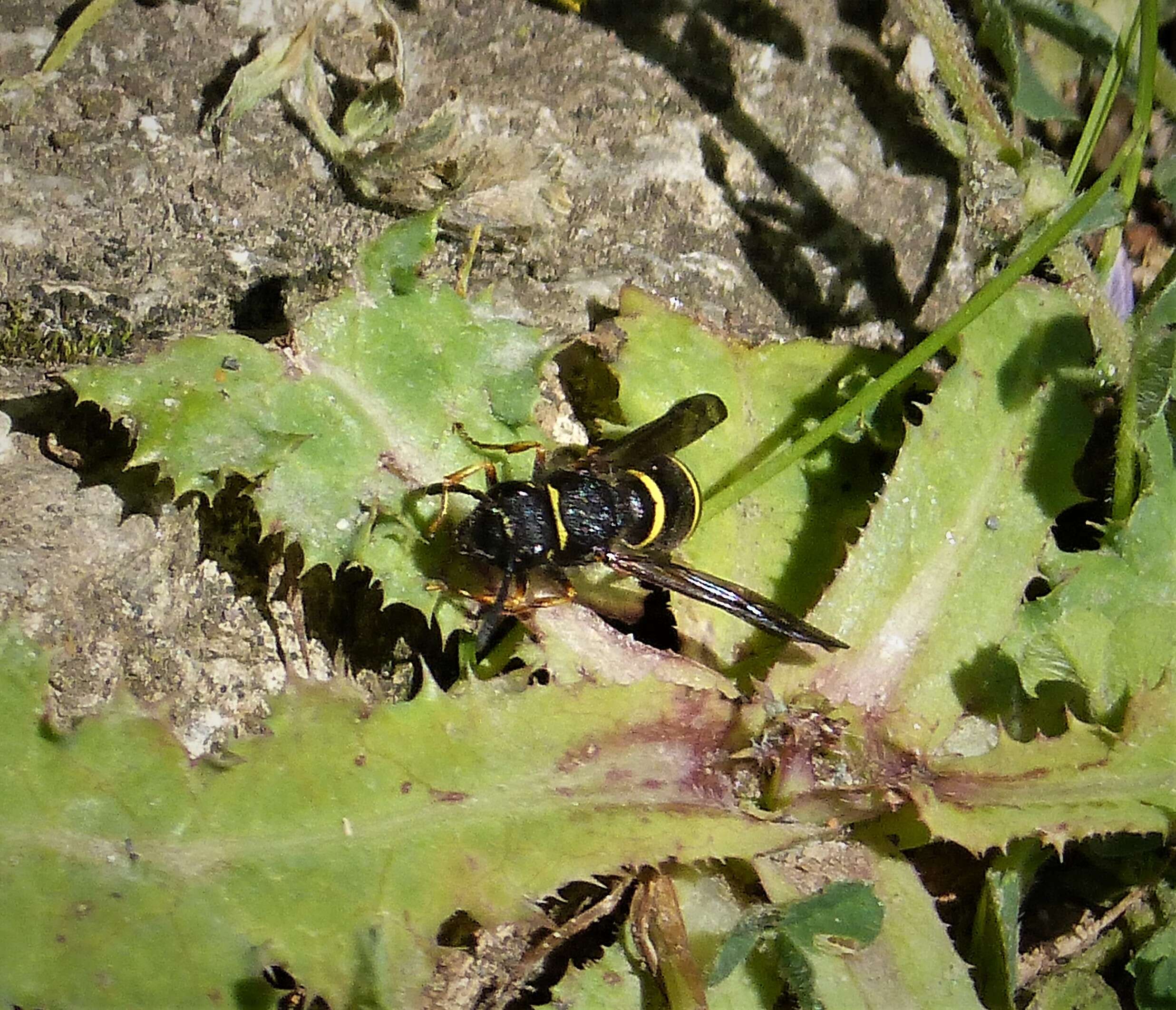 Plancia ëd Odynerus spinipes (Linnaeus 1758)