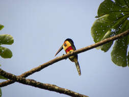 Image of Aracari