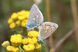 Image of Polyommatus