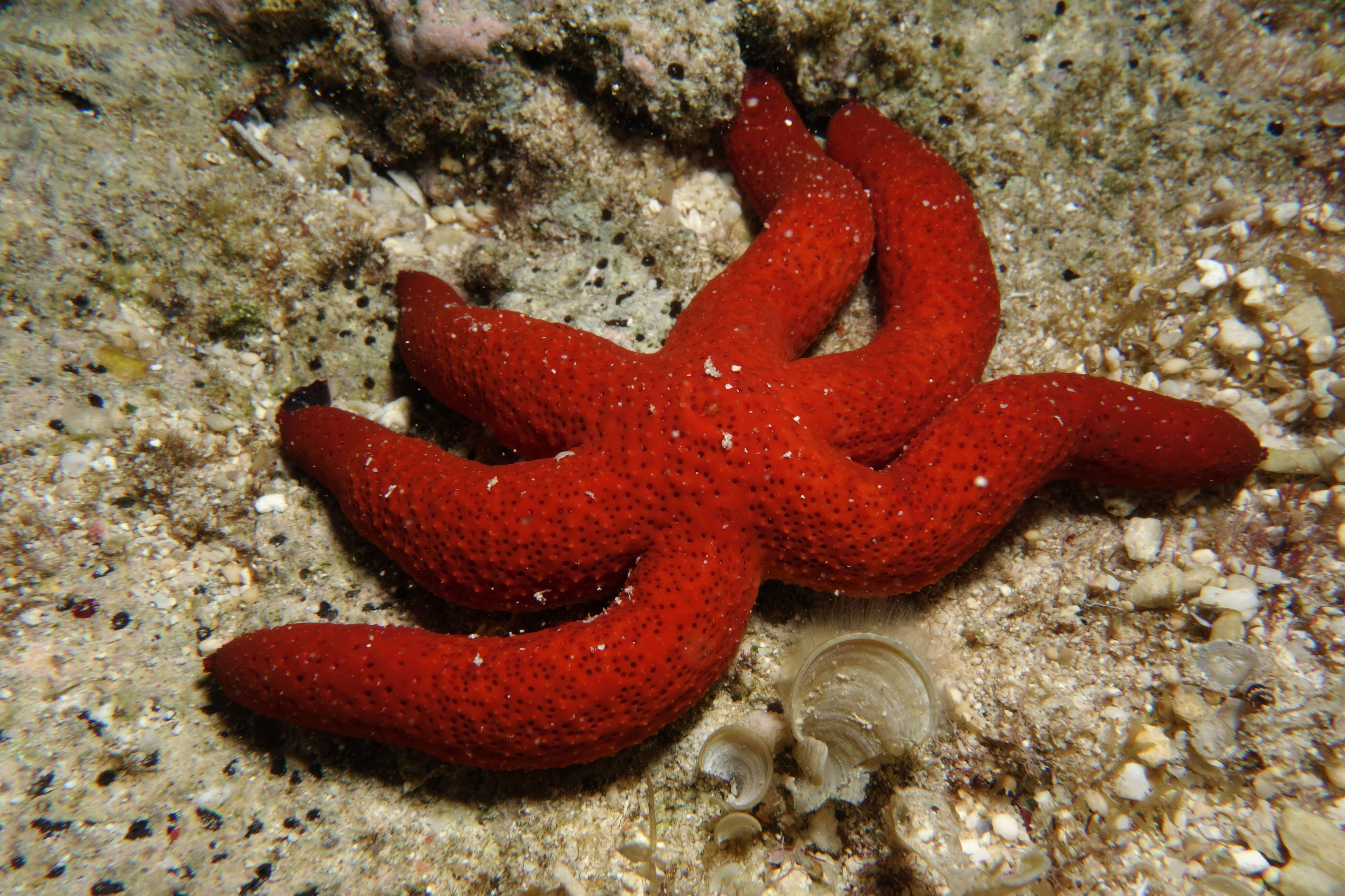 The amazing return of the starfish: species triumphs over melting disease, Marine life