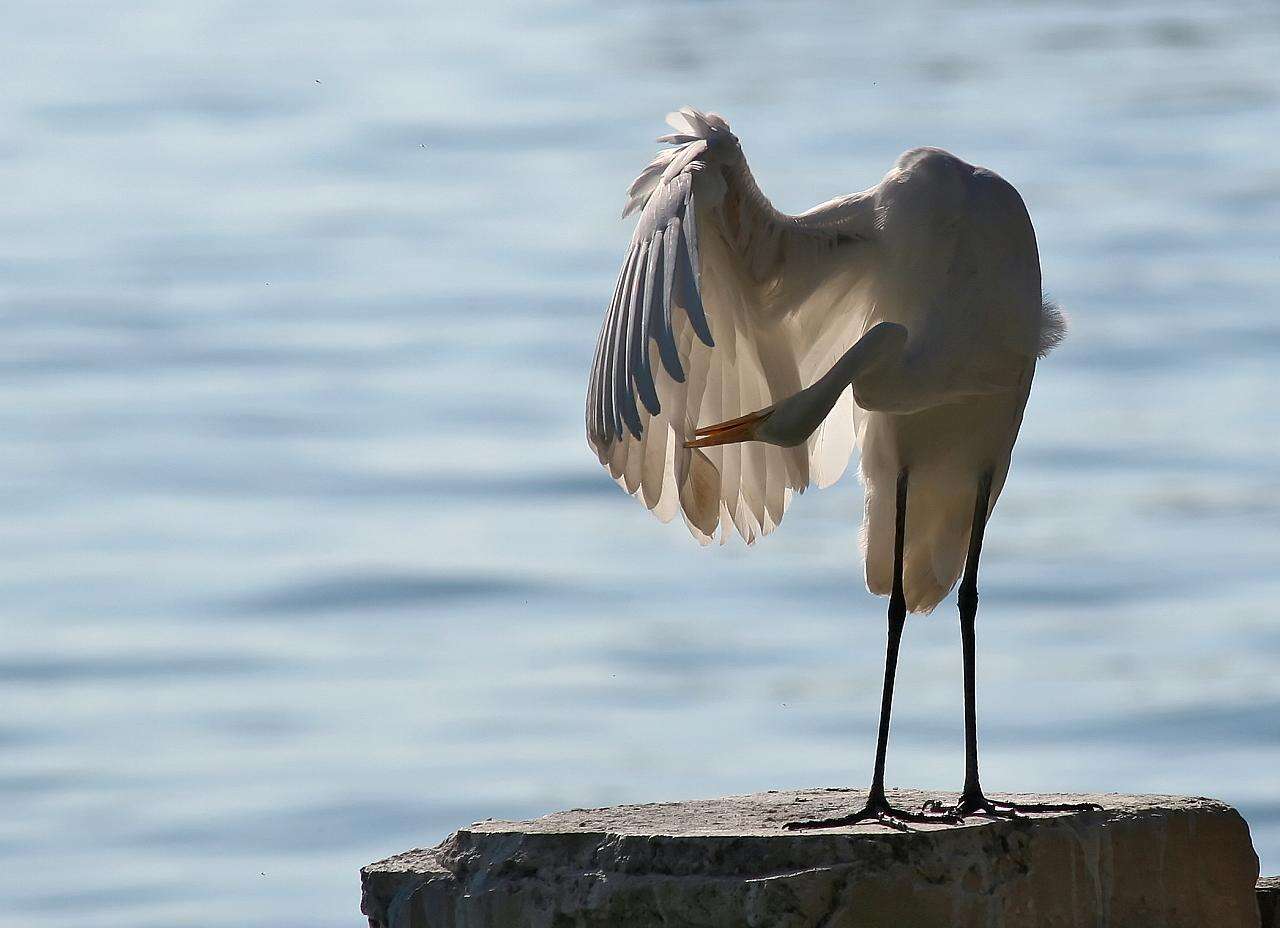 Image of Great Egret