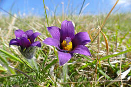 Image of pasqueflower