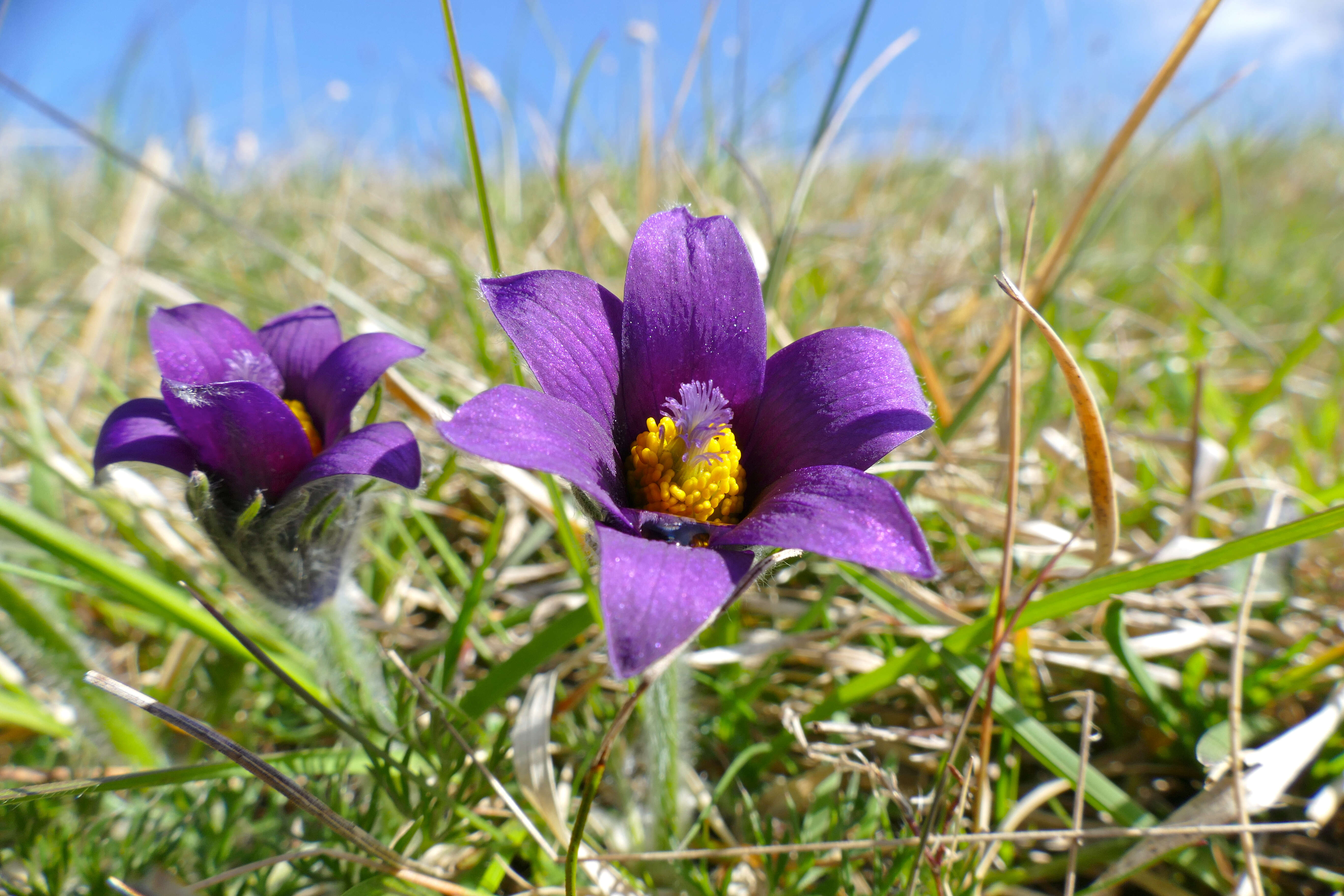 Image of pasqueflower