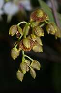 Image de Rudolfiella floribunda (Schltr.) Hoehne