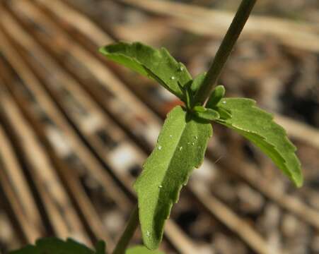 Eupatorium mohrii E. Greene的圖片