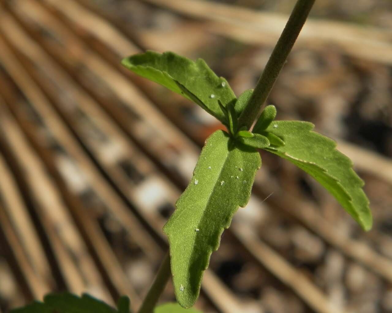 Image of Hemp-agrimony