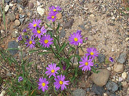 Image of purple aster