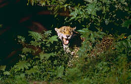 Image of Jaguar